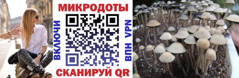 Псилоцибиновые грибы Cubensis  Рудня 